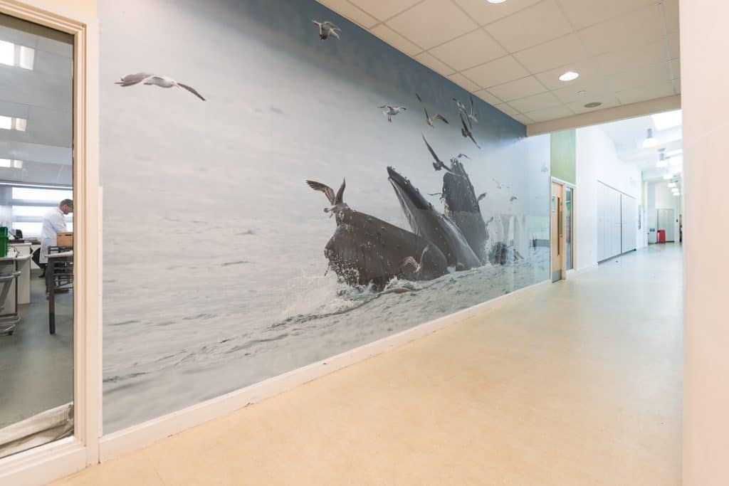 brannel-corridor-scarlett-whales