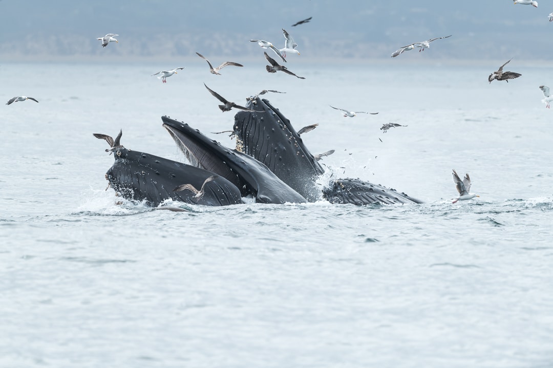 whales-breaching-scarlett-photography