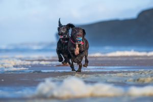 Dog photography at Watergate bay
