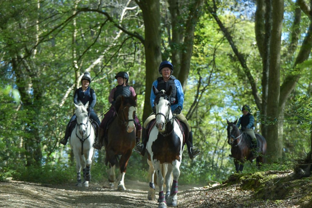 Cornwall Horse photographer