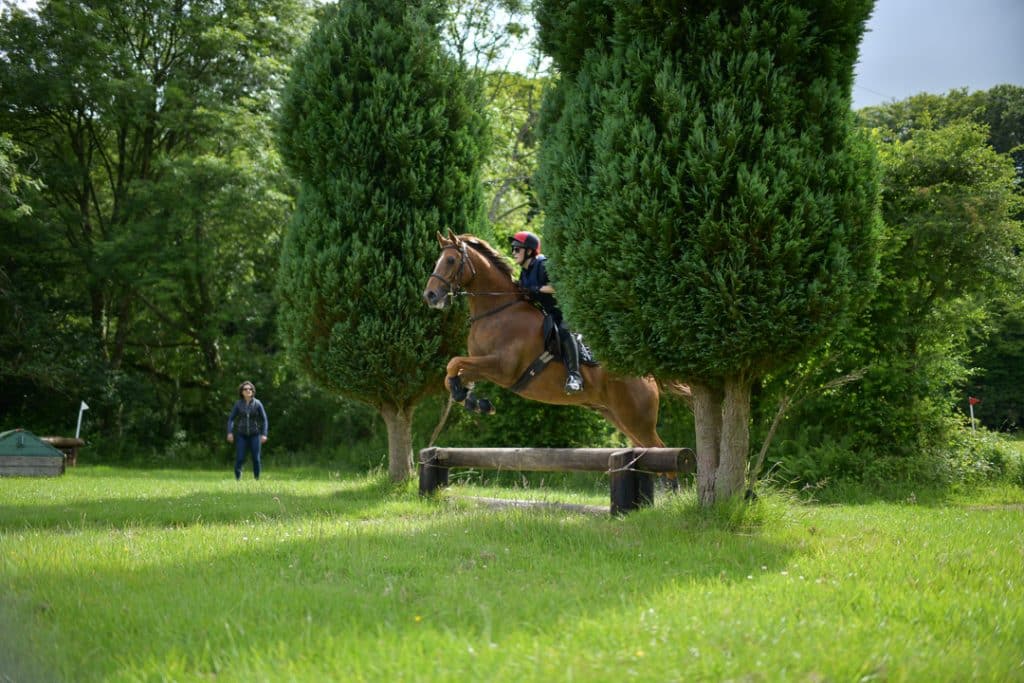 jumping horse photo