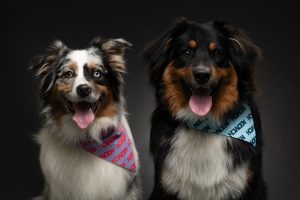 A pair of cute dogs sitting together posing for the camera