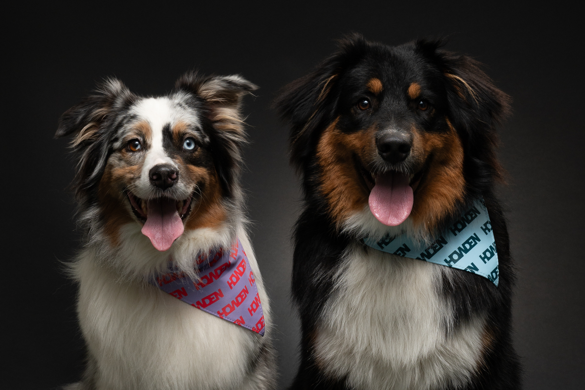 A pair of cute dogs sitting together posing for the camera